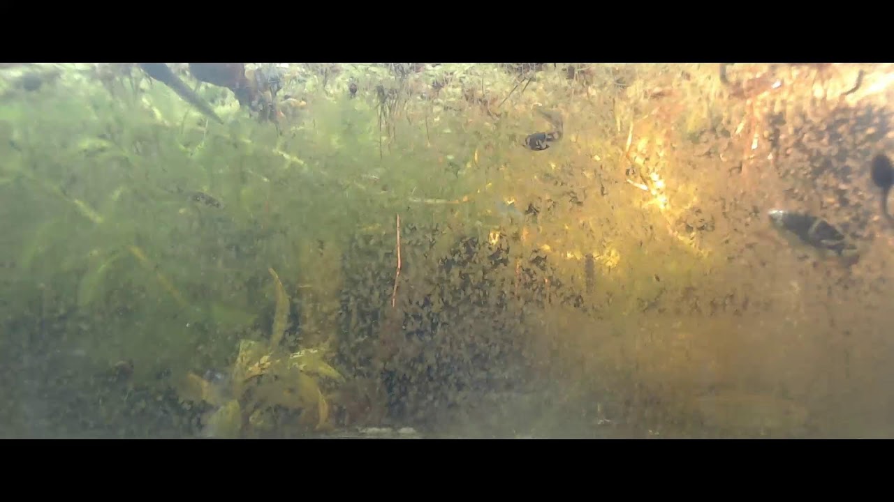 Paludarium