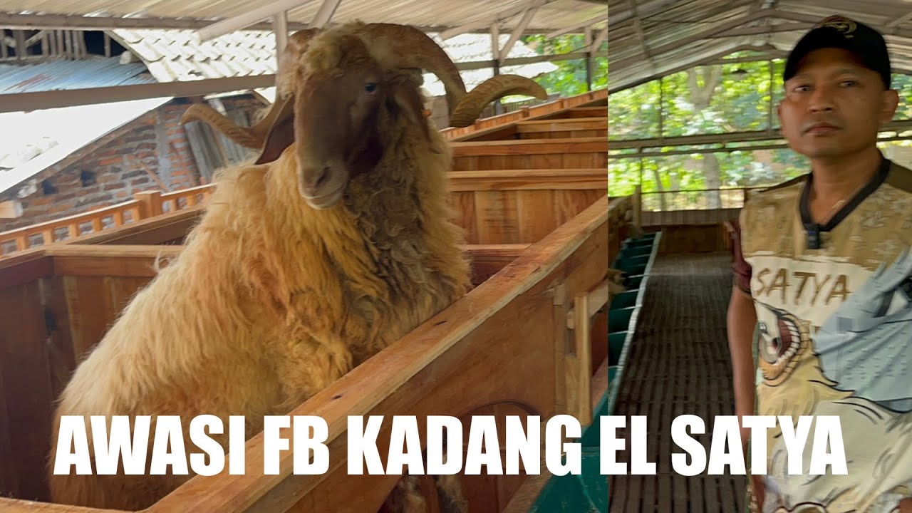 EL SATYA FARM BREDING DOMBA DOMINAN JUMBO SEMUA 🔥🔥