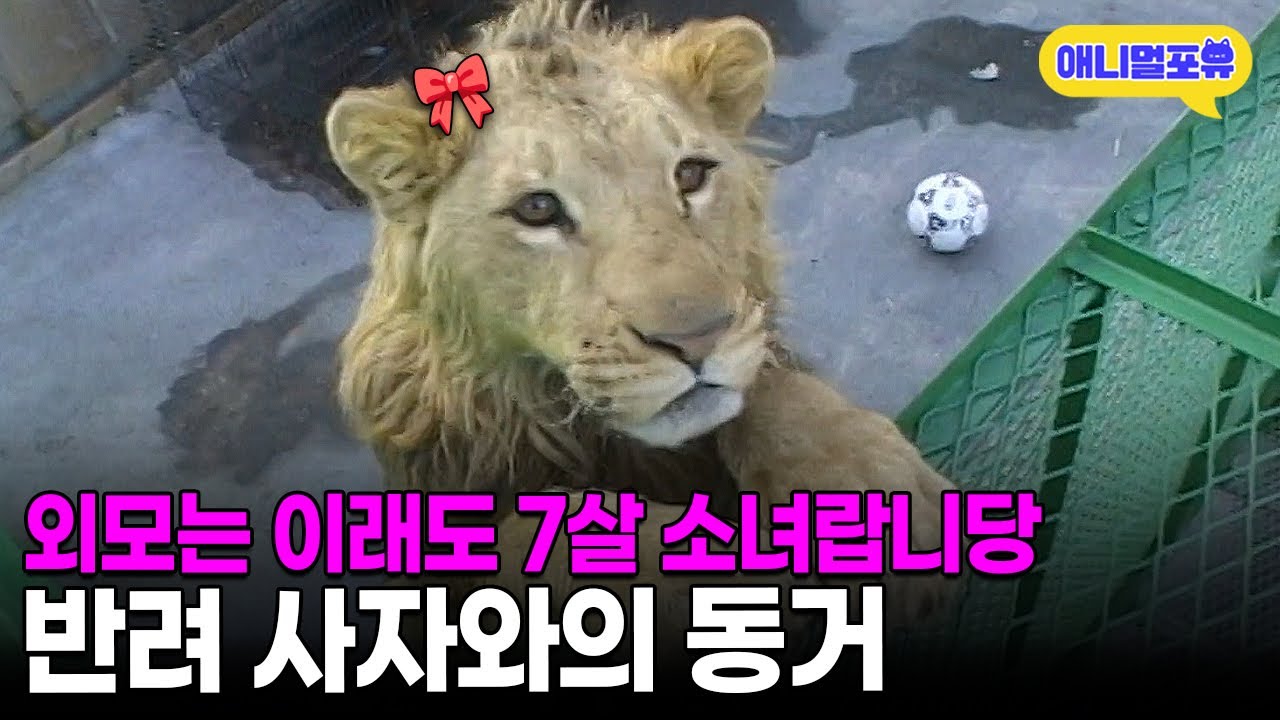 세상에서 제일 무서운 동거인! 사자를 빌라 옥상에서 키우게 된 사연ㅣKBS 주주클럽 030120 방송