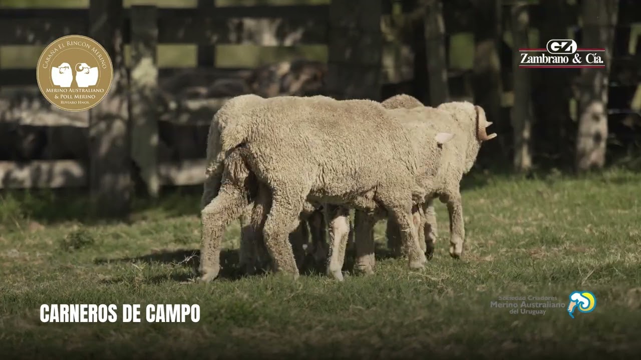 Lote 6 Carneros de Campo