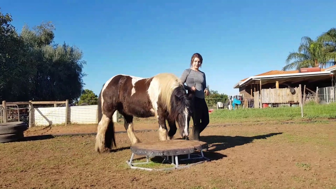 Horse Liberty // Gypsy Cob and his Pedestal
