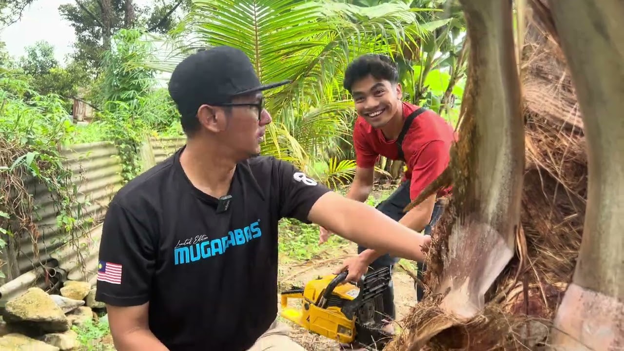 SANGGUP TEBANG POKOK SEMATA-MATA NAK DAPATKAN UMBUT KELAPA FUHH MAKANAN ORANG LAMA..!!!!