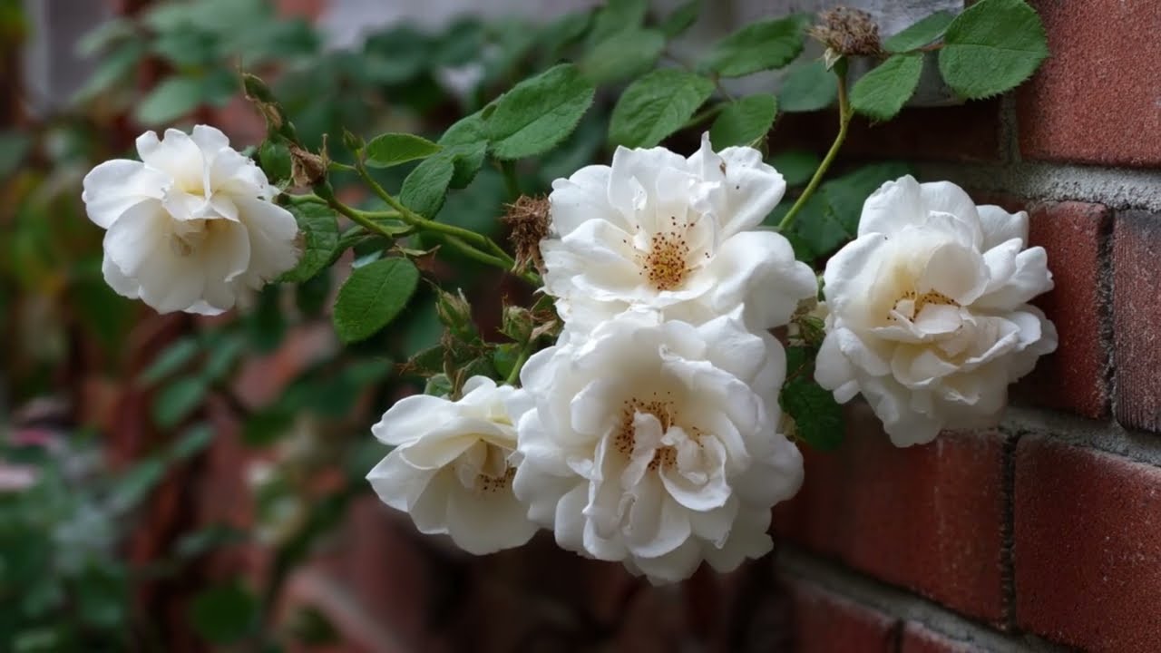 Moonlight Florals: Designing a Luminous White Flower Garden for Evening Solitude