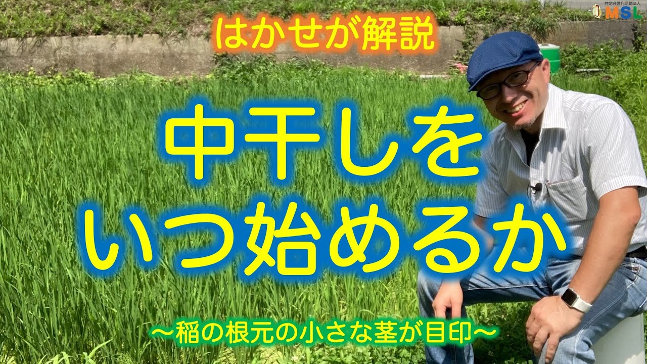 はかせが解説【中干しをいつ始めるか】〜稲の根元の小さな茎が目印〜
