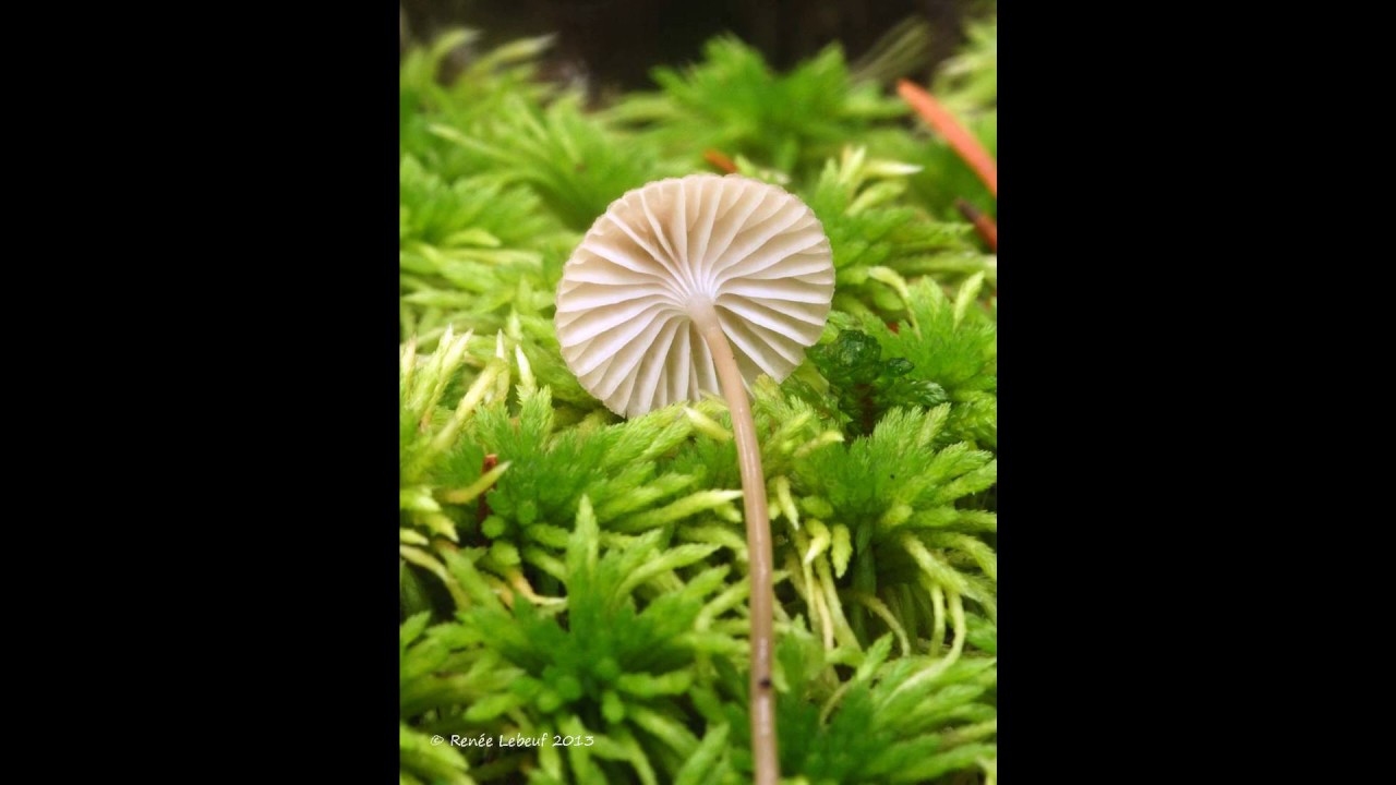 [Wikipedia] Mycena crocea