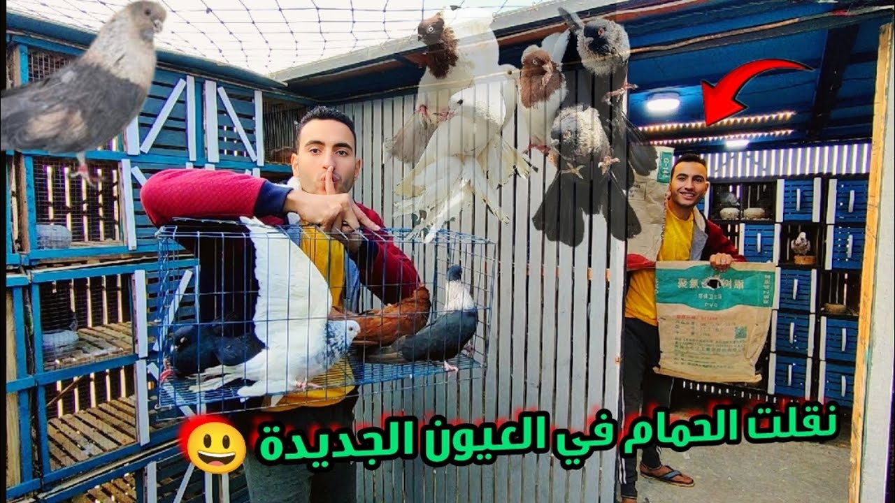 نقلت كل الحمام في الغية وفي العيون الجديدة 😃اخيرا هنش (يوم جامد 😉)