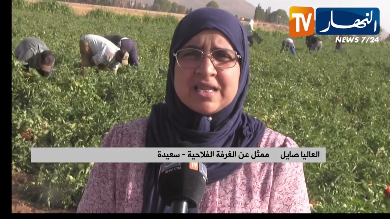 سعيدة: نتائج إيجابية في انتاج الطماطم الصناعية وآفاق لتوسيع المساحات المغروسة