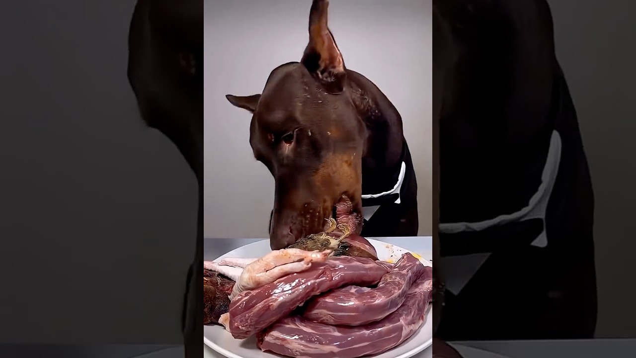 Doberman Wild Feast|“Horse Meat, Chicken Feet, Quail Egg, Chicken & Duck Neck ASMR 😳🐕”