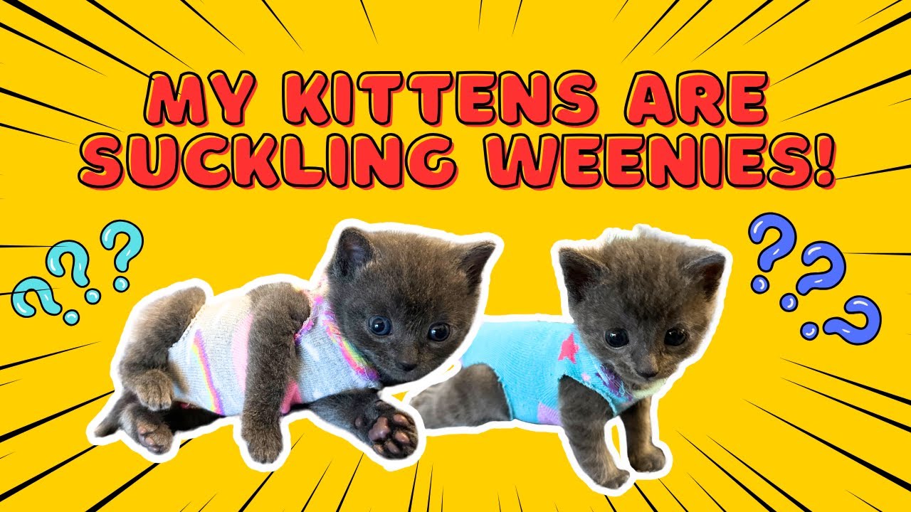 How to make anti - weenie 🌭 suckling sock suits 🧦 | Dumpling & Noodles