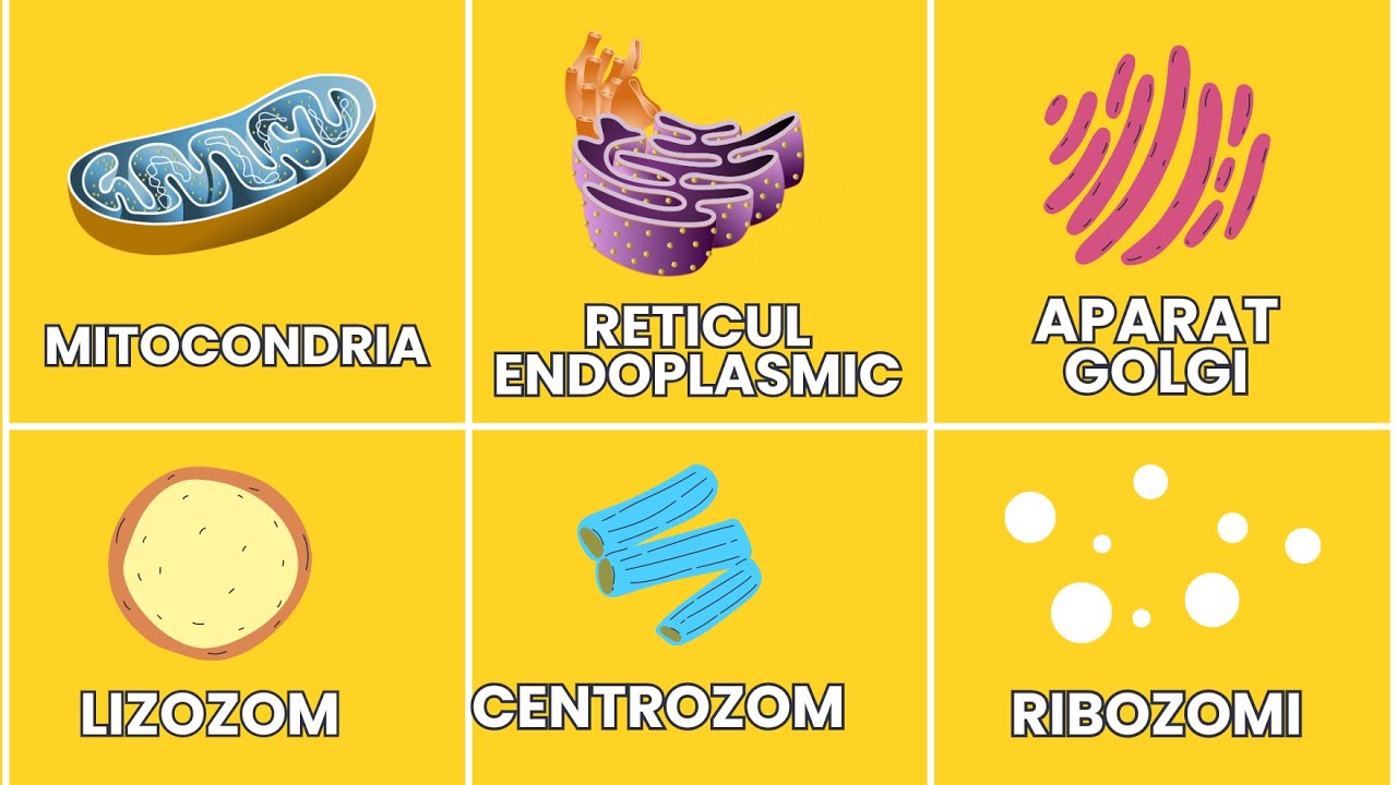 ORGANITELE CELULARE - Celula pentru Medicina (citoplasma, nucleu, ribozomi, mitocondria etc.)