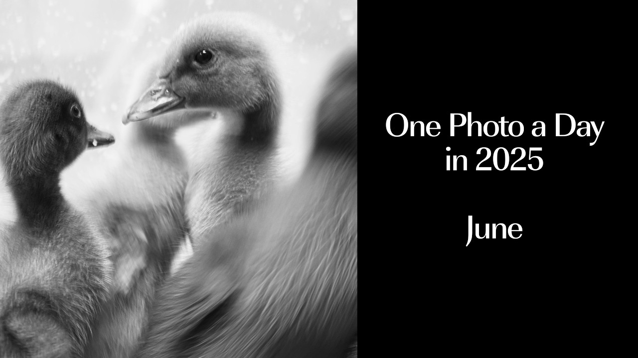 Photo a Day 2025: June | A Visual Journal