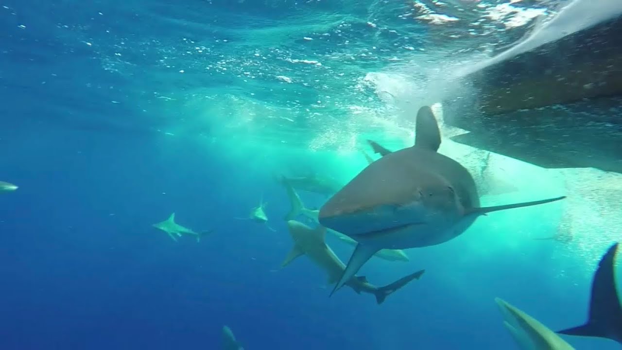 Shark tour and sailing Haleiwa to Kaneohe