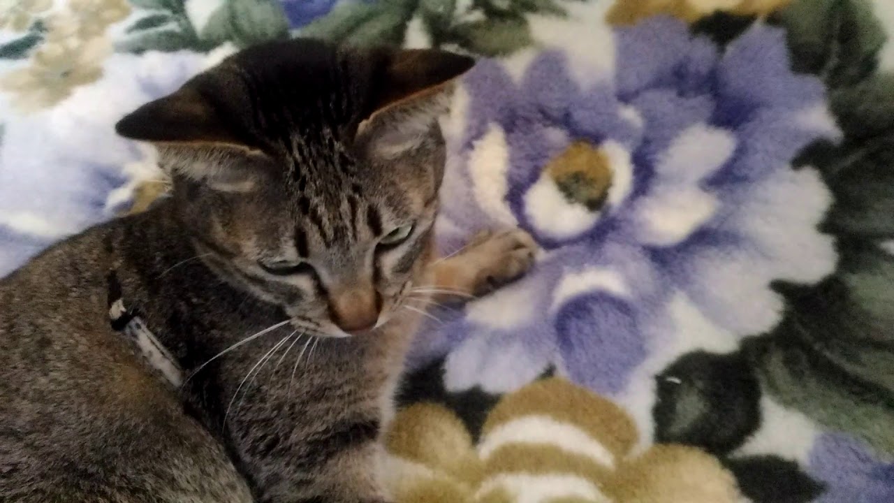 Rollig Cat