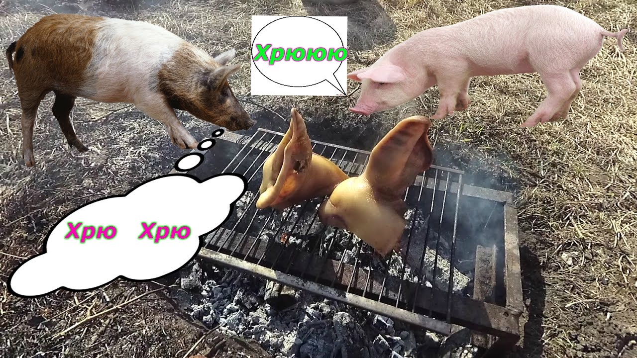 Готовим свинные уши во дворе на костре