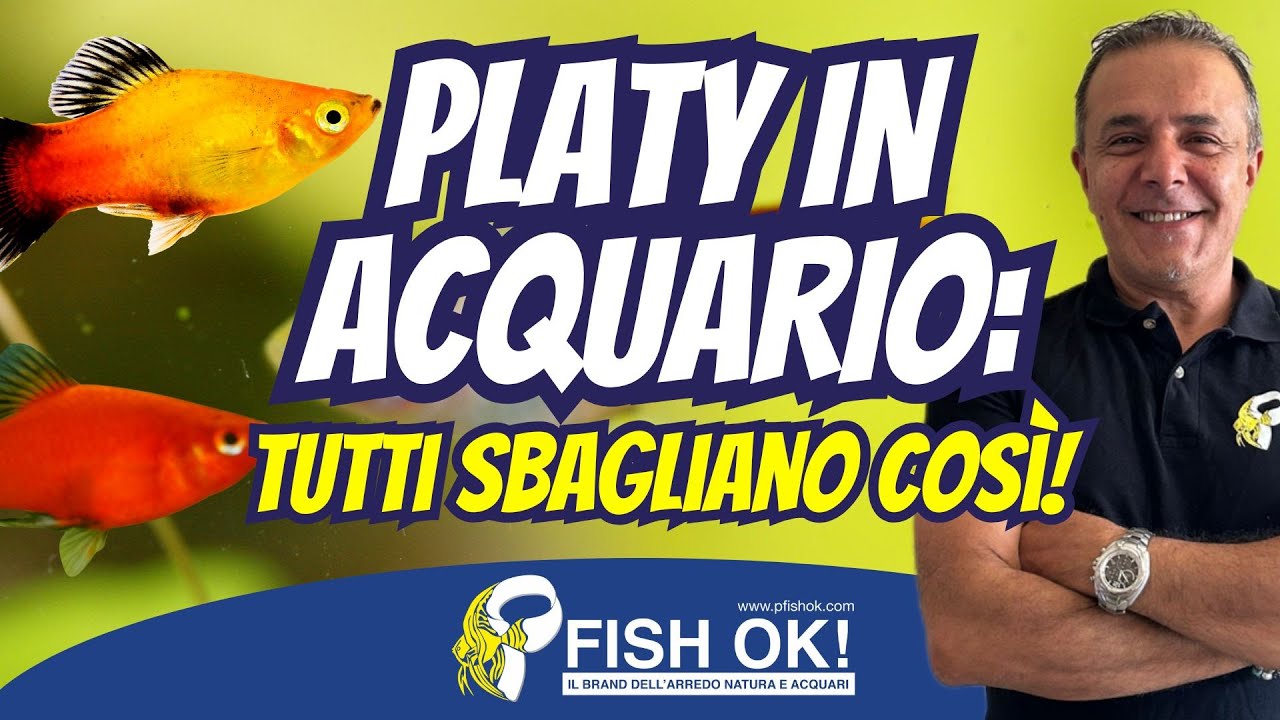 🐟 Il Platy spiegato da chi li importa e li alleva da 30 anni