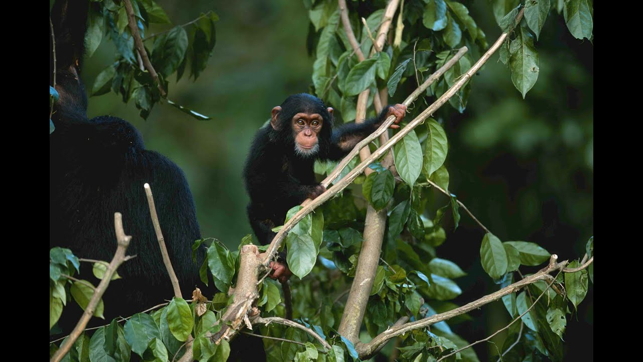 NIH ends all medical testing on chimpanzees