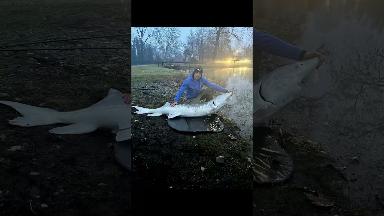 Pesca allo storione🎣sturgeon fish storione gigante Beluga big fishing passione pesca Beluga #pesca