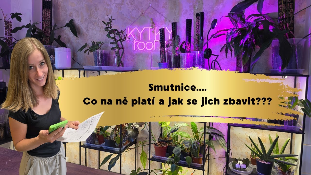 Smutnice v květináči: Jak je poznat a co s nimi opravdu funguje