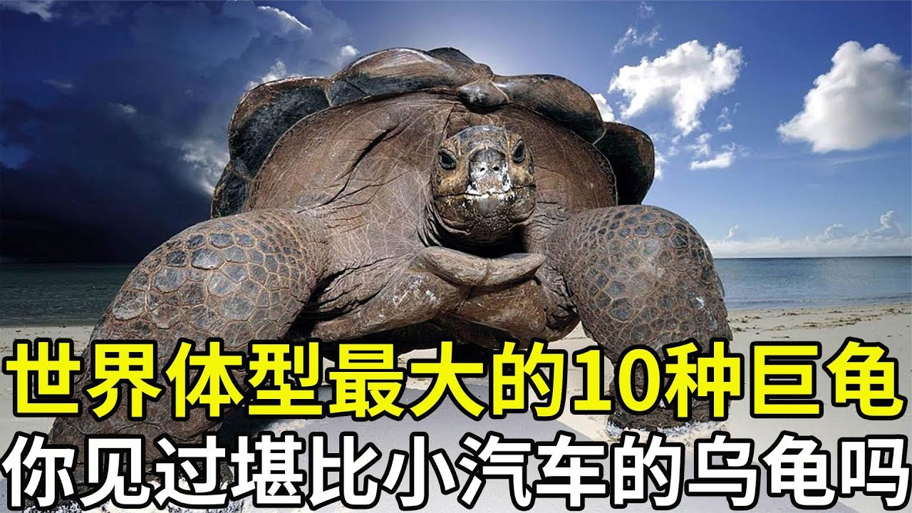 10种体型最大的巨龟，最大的堪比小汽车，乌龟真的能活上万年吗？