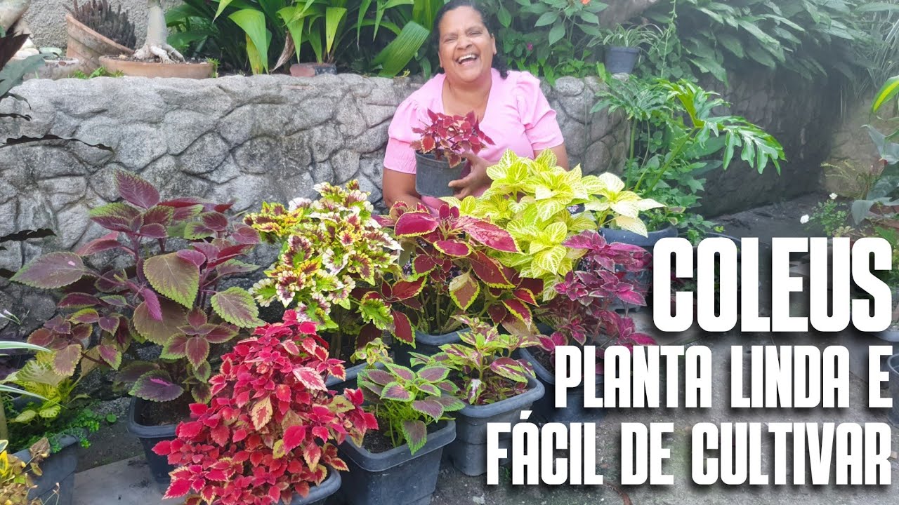 PLANTA PARA COLORIR O SEU QUINTAL: COLEUS OU CORA&Ccedil;&Atilde;O MAGOADO | COMO CULTIVAR | ELIMINAR PULG&Otilde;ES