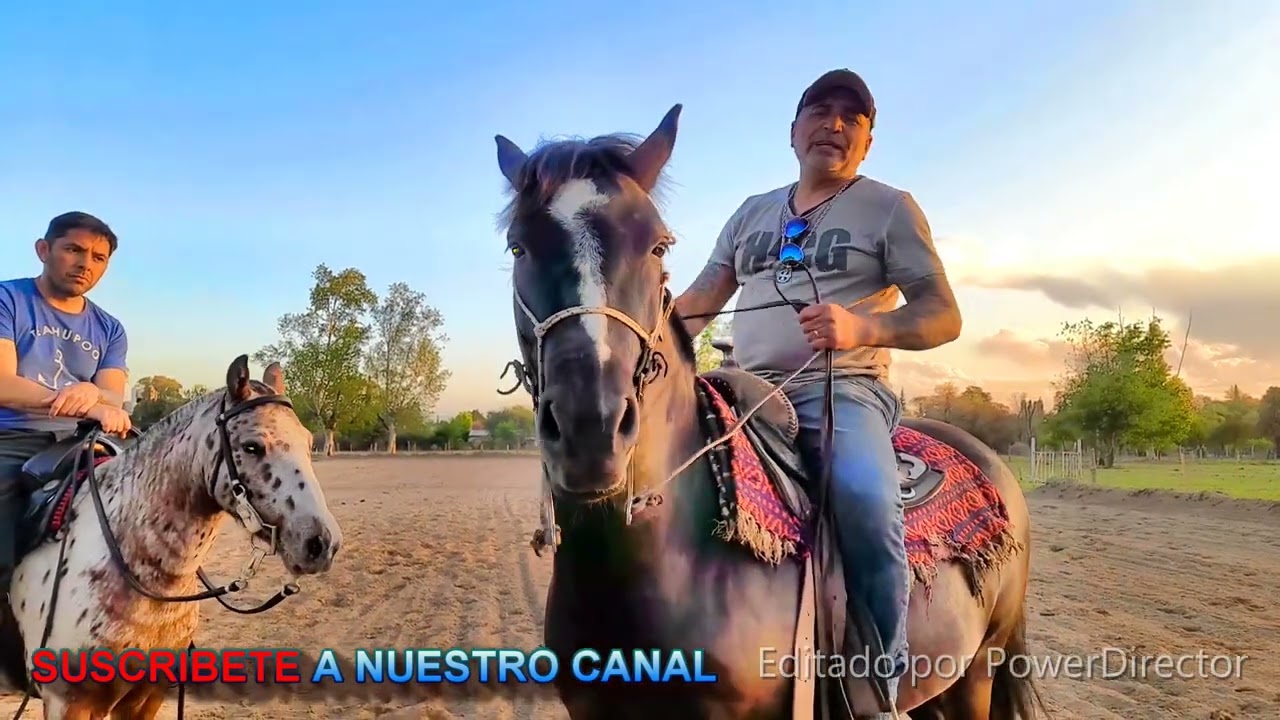 CURSOS DE DOMA AMERICANA , CON PABLO BRIZUELA