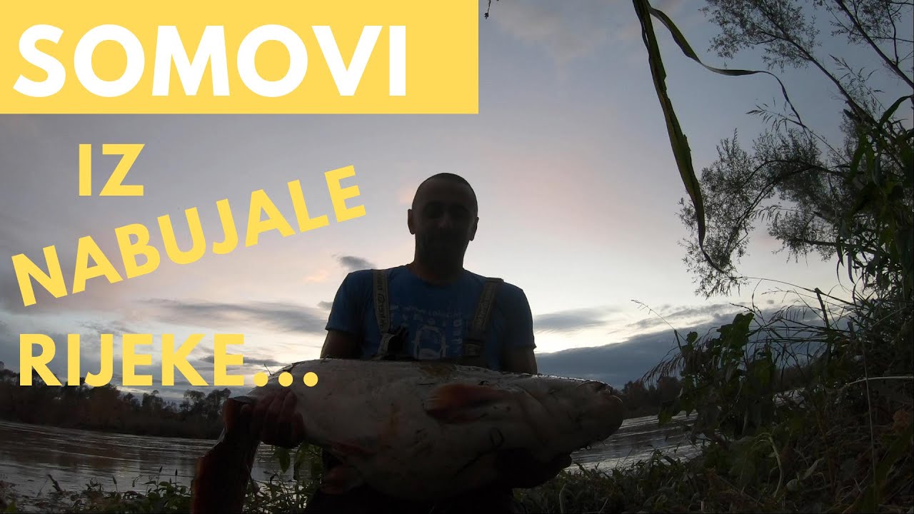 savski somovi (catfish )