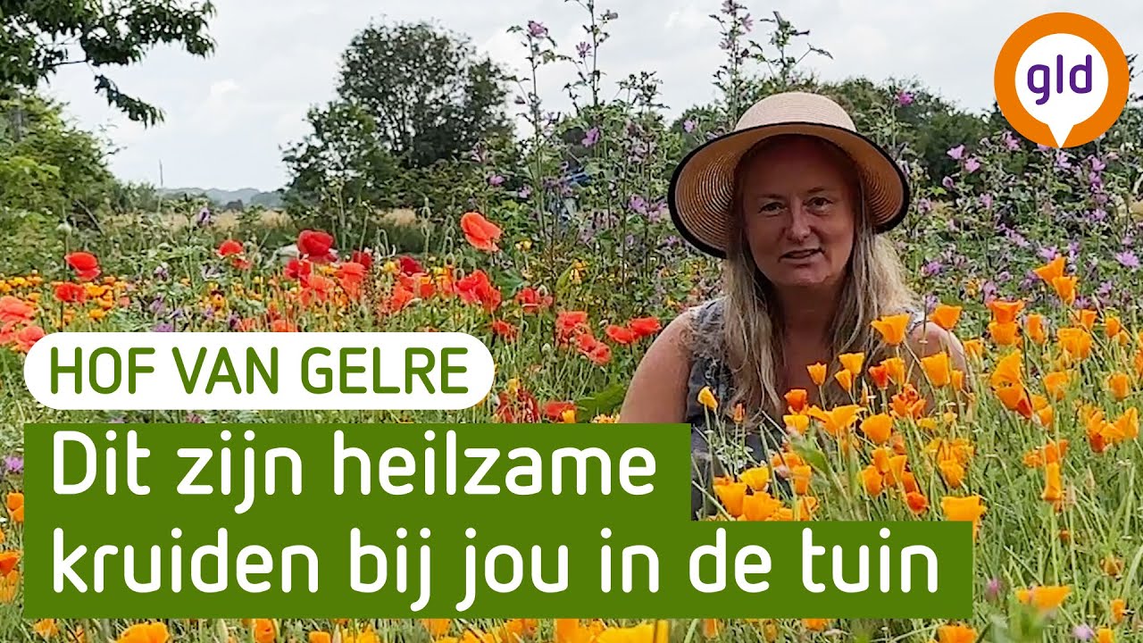 Dit zijn heilzame kruiden bij jou in de tuin - Tips voor biologisch tuinieren