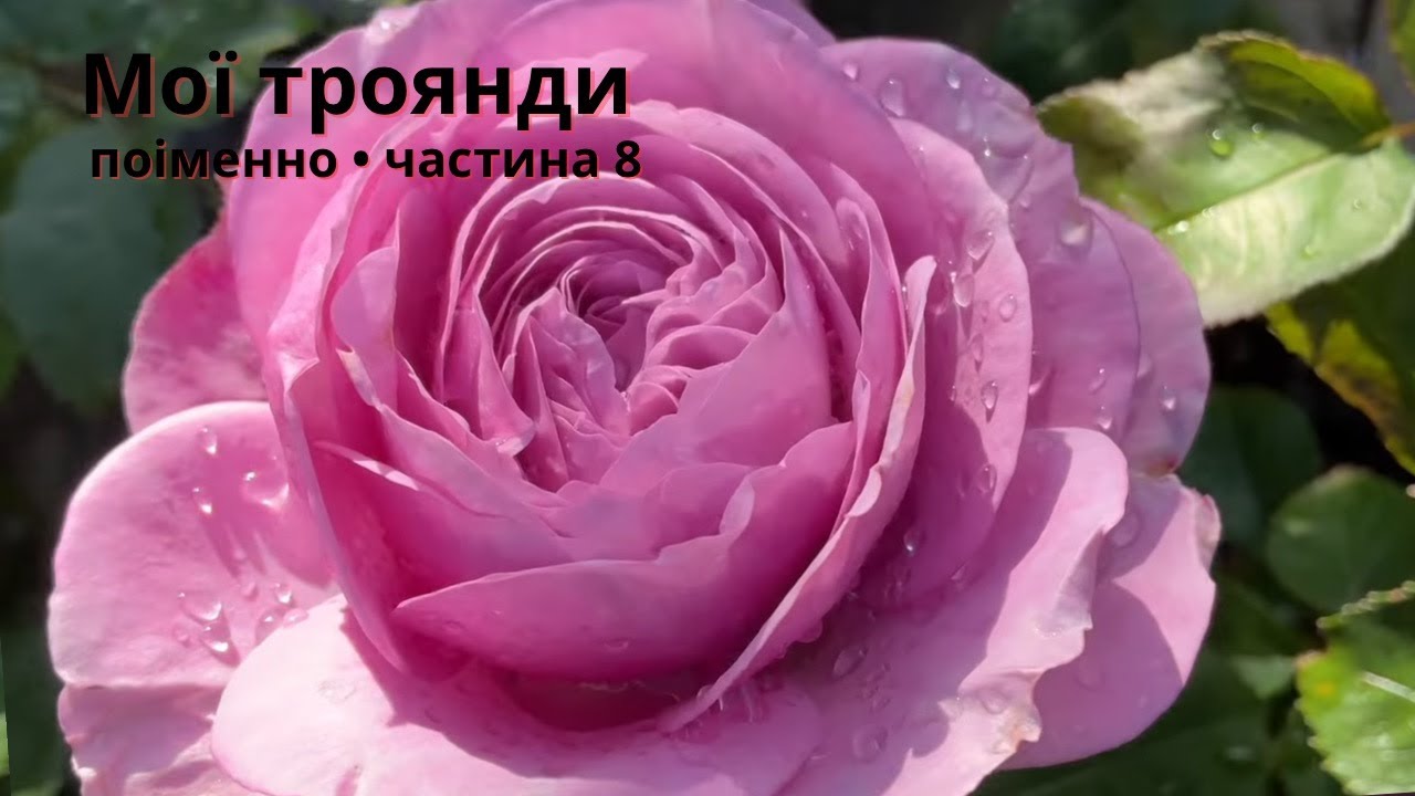 Мої троянди поіменно. Частина 8 — Величність і грація у пелюстках і ароматах саду 14/09/2025