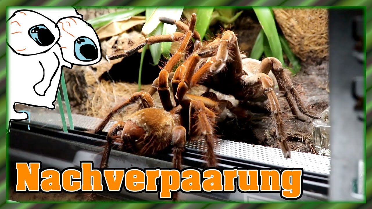 Theraphosa stirmi | Nachverpaarung | OH NO!!! 😲😱
