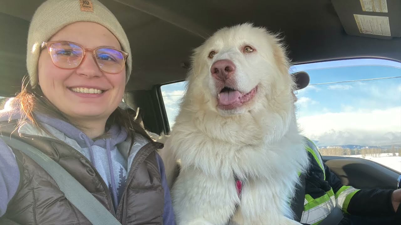 Salty Paws and Snowy Noses