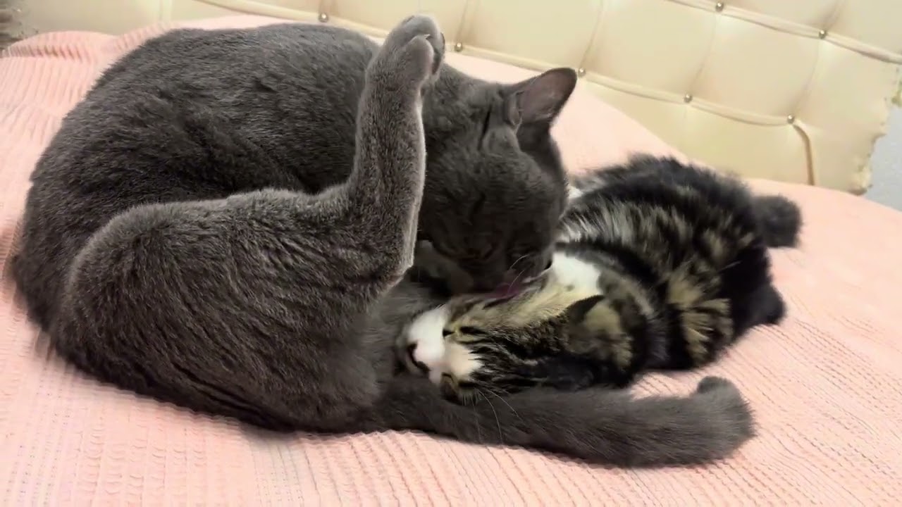 Yavru Kedim Yine Rahat Durmuyor || Eğlence Zamanı😻