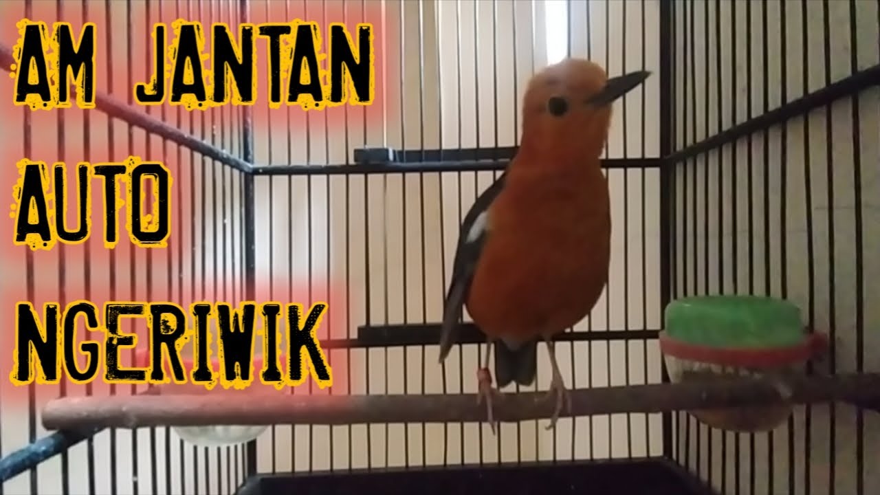 Jitu..Atasi Anis ngambek malas bunyi |Anis merah ngriwik isian