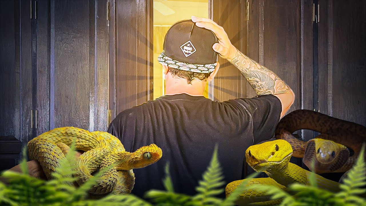 MA NOUVELLE  REPTILE ROOM POUR SERPENTS VENIMEUX 🔨🐍 ! ( partie 1 )