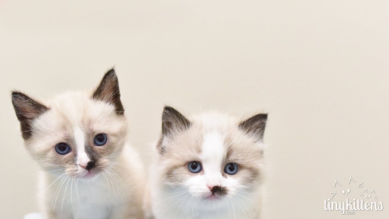 2022: Some of our most beautiful rescue stories
