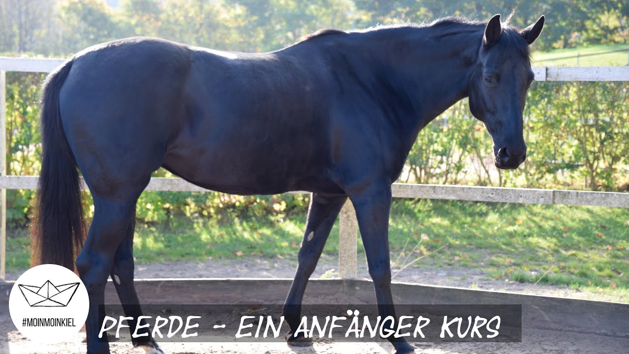 Das musst du beim Pferd beachten - ein kleiner Anf&auml;nger-Kurs