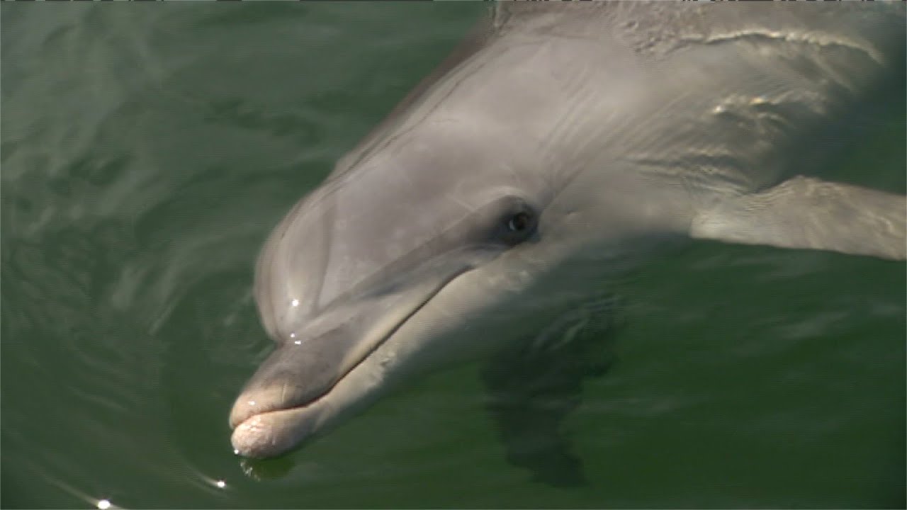 The Wyalla dolphins - Australia Plus