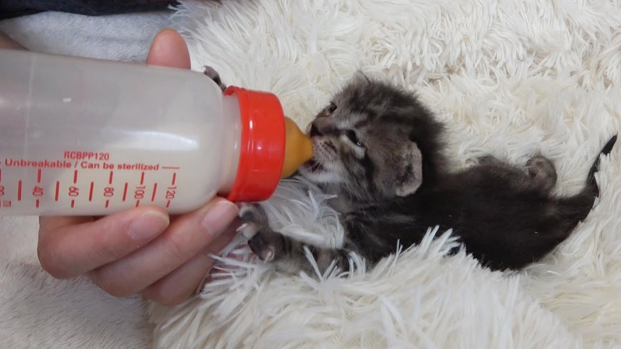 ミルクを奪いに来る子猫【ご乱心】