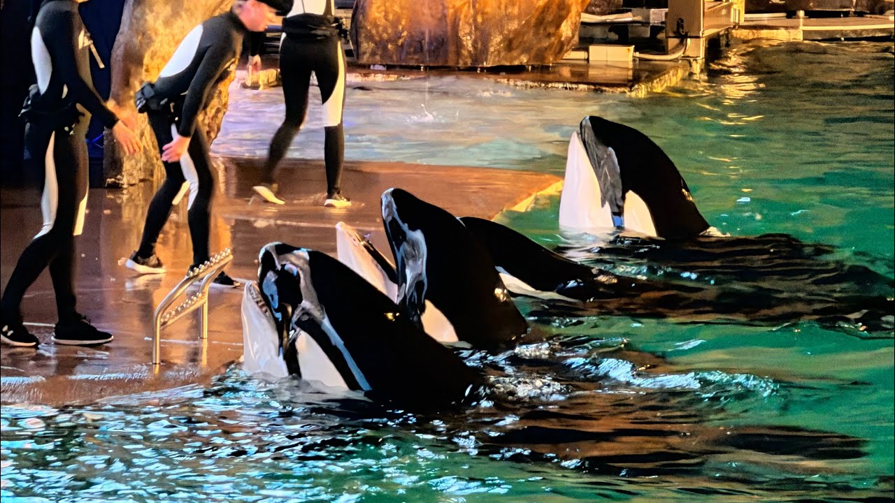 Diciembre Vlog | SeaWorld en Navidad vale la pena? 🎄🐳🐋
