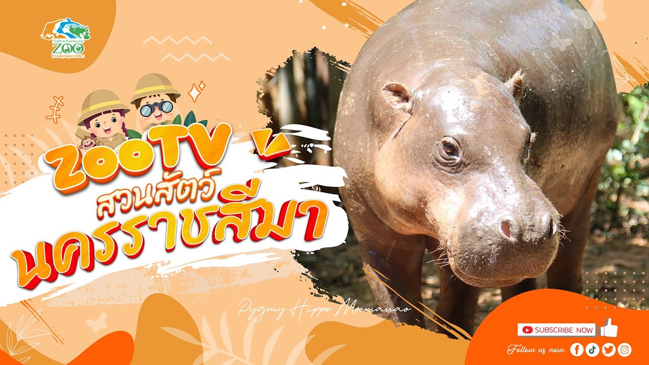 🔴 Live! หมูกรอบ Moo krob | 1-2-2026 , 