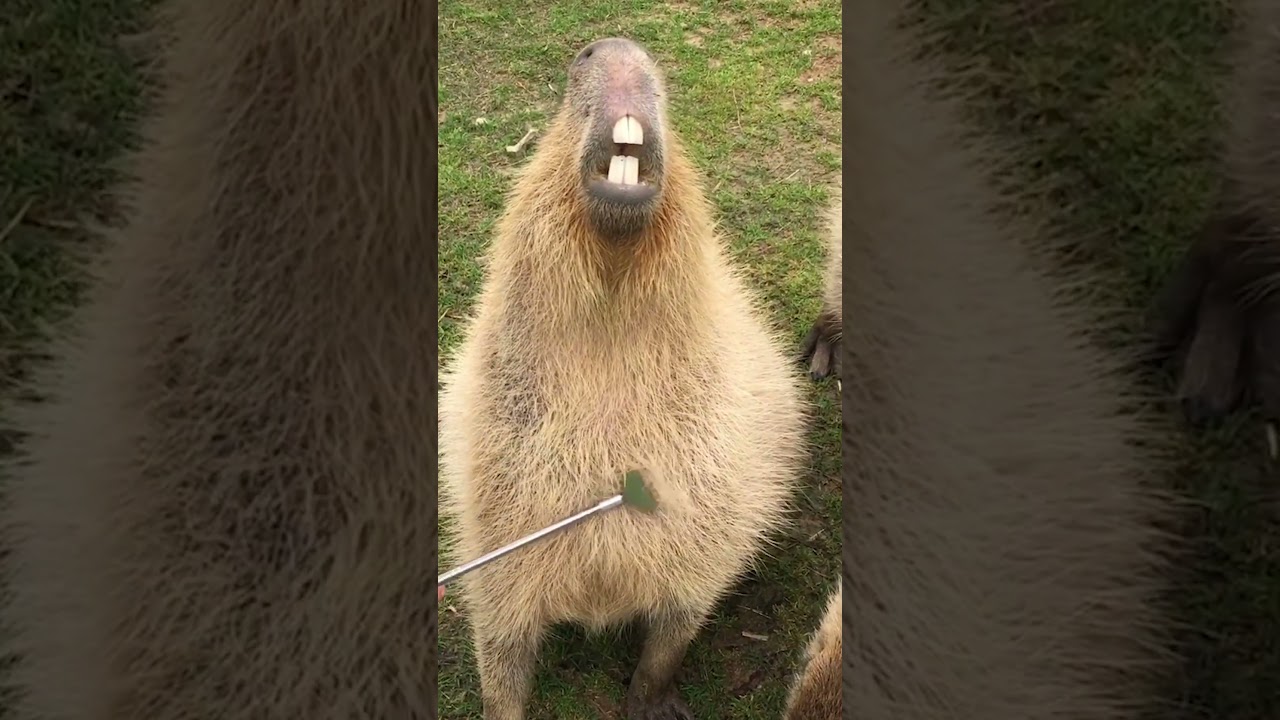 Capybara Heaven