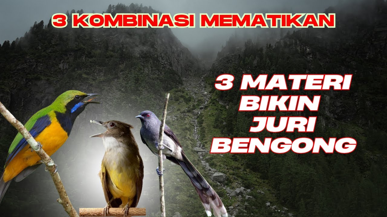 3 MASTERAN KOMBINASI CUCAK CUNGKO VS CUCAK JENGGOT VS MURAI AIR || TEMBAKAN MUDAH DI TIRUKAN