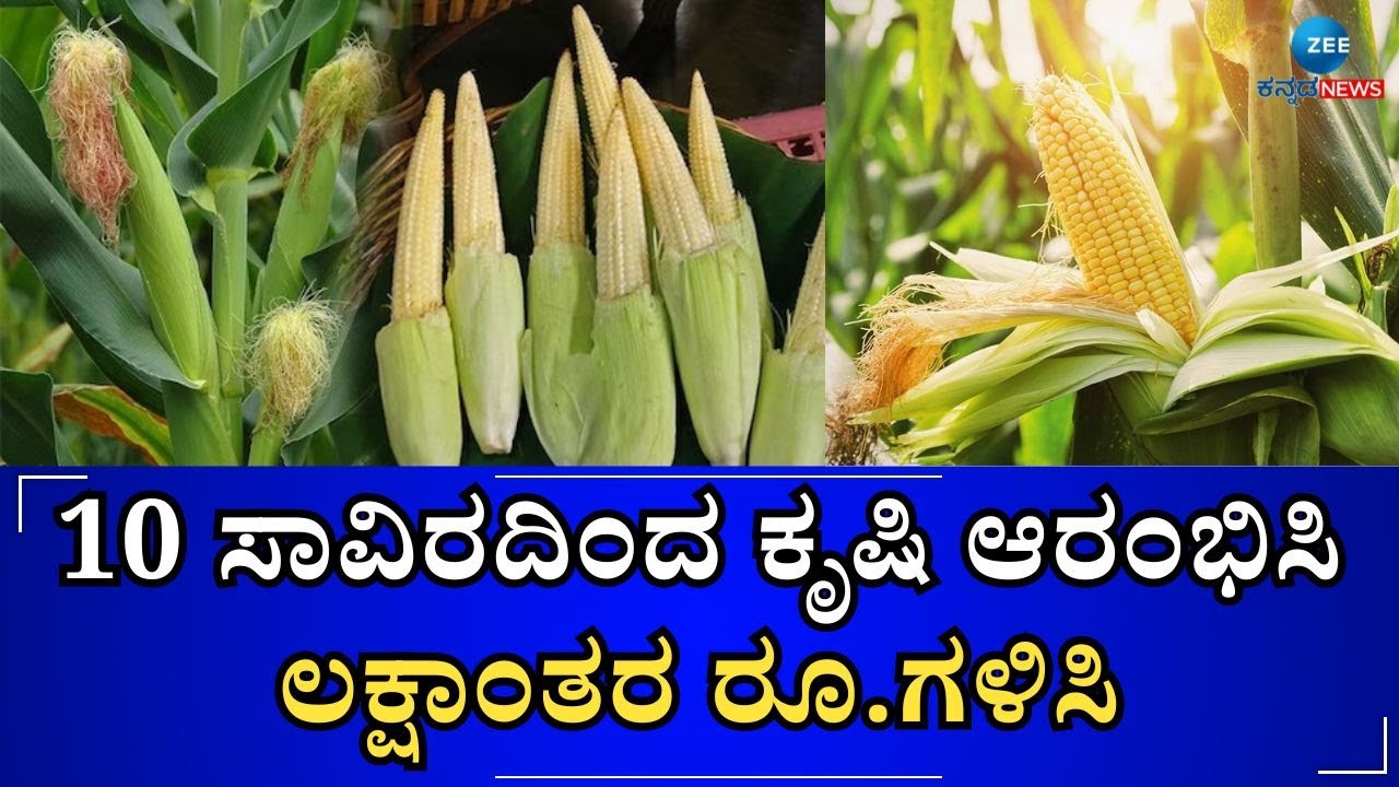 Baby Corn Farming | ಕೇವಲ 60 ದಿನದಲ್ಲಿ 30 ಸಾವಿರ ರೂಪಾಯಿ ಆದಾಯ ಫಿಕ್ಸ್..!