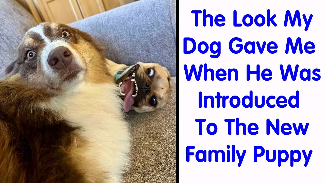 Times People Were Rushing To Take A Pic Of Animals Making Silly Faces - Funny Pets