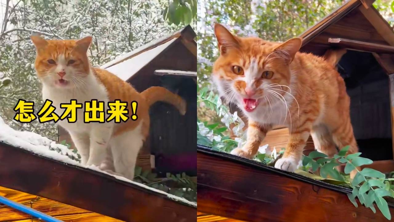 貓咪小院這麼吸引橘貓嗎？一覺醒來隨機刷新橘貓！太神奇了#貓咪小院的日常 #貓咪小院