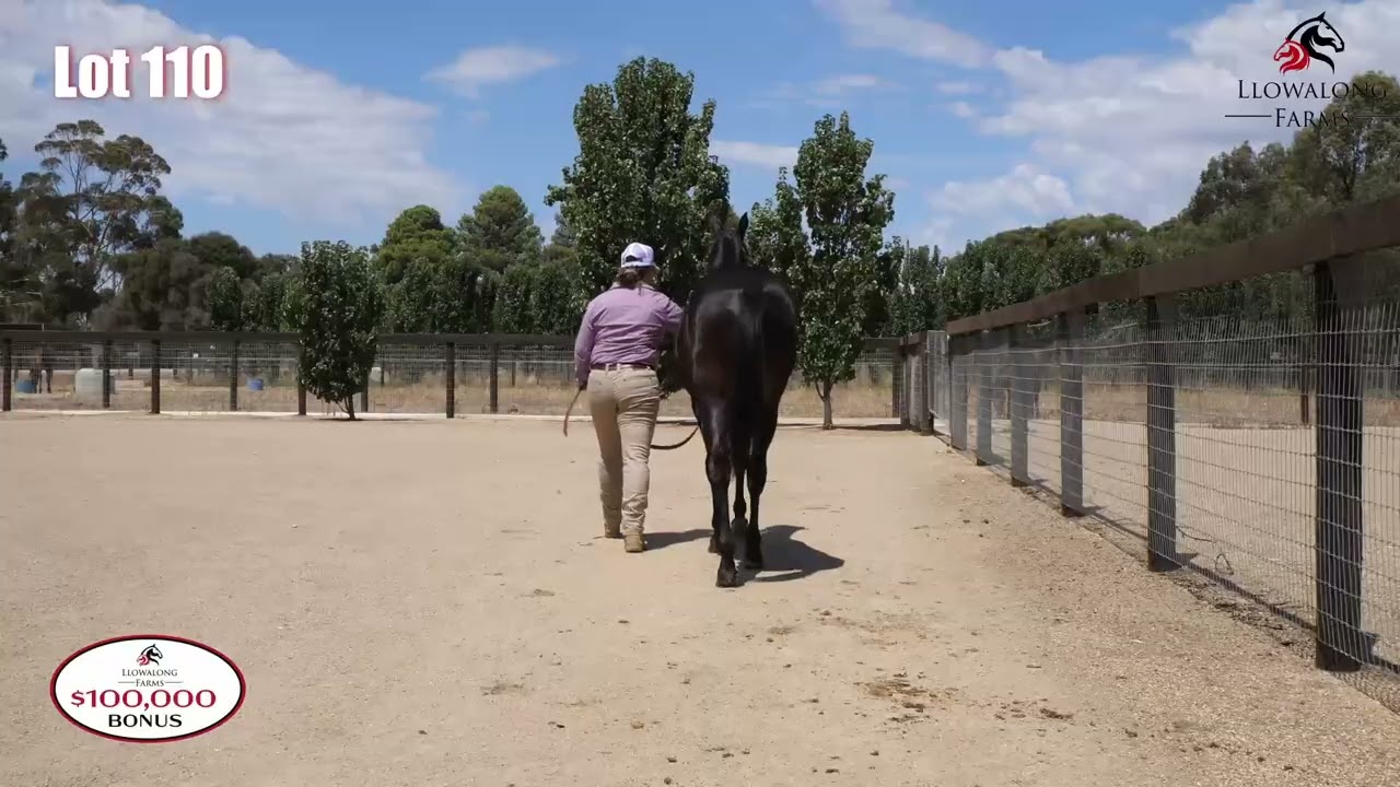 Lot 110 POSTER BOY / MUSICAL DELIGHT YEARLING COLT