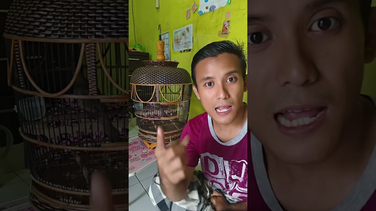 Perkutut tidak cocok dengan perawatnya #trending #sorts #semuaorang #vidio #perkutut 