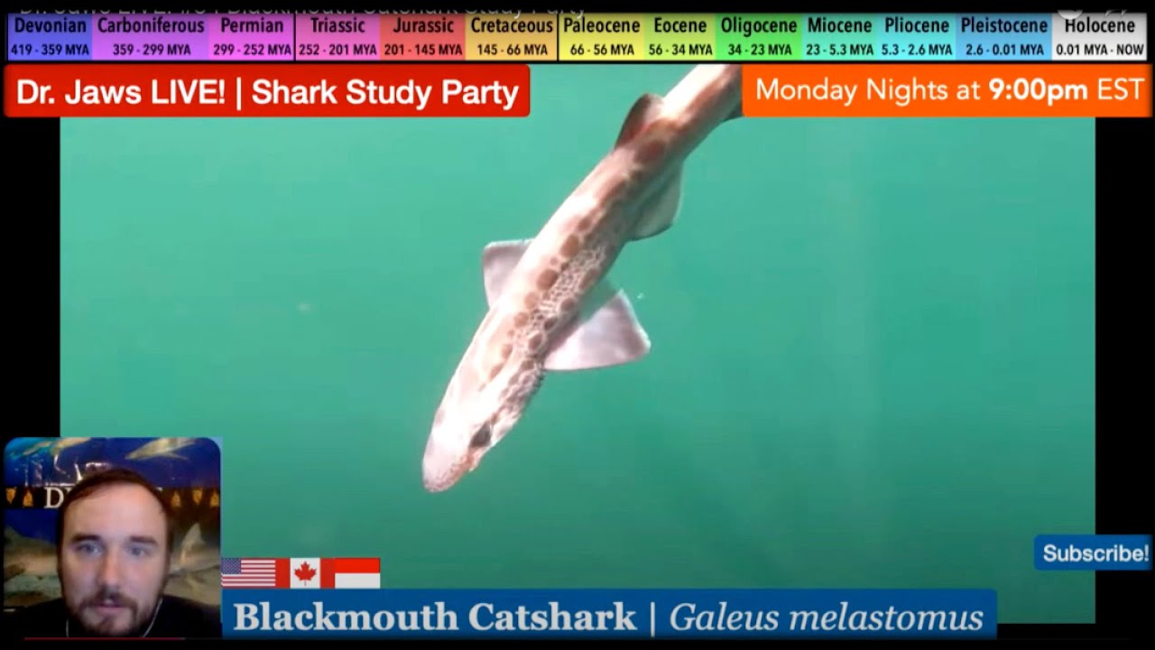Dr. Jaws LIVE! #84 Blackmouth Catshark Study Party
