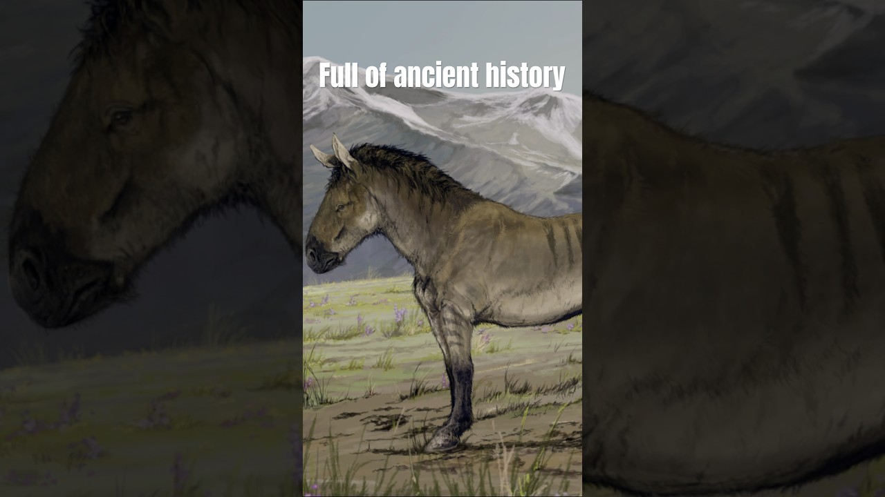 My wild mustang&rsquo;s DNA tells a crazy story! #horse #wildhorse #wildmustang #equestrian #horses