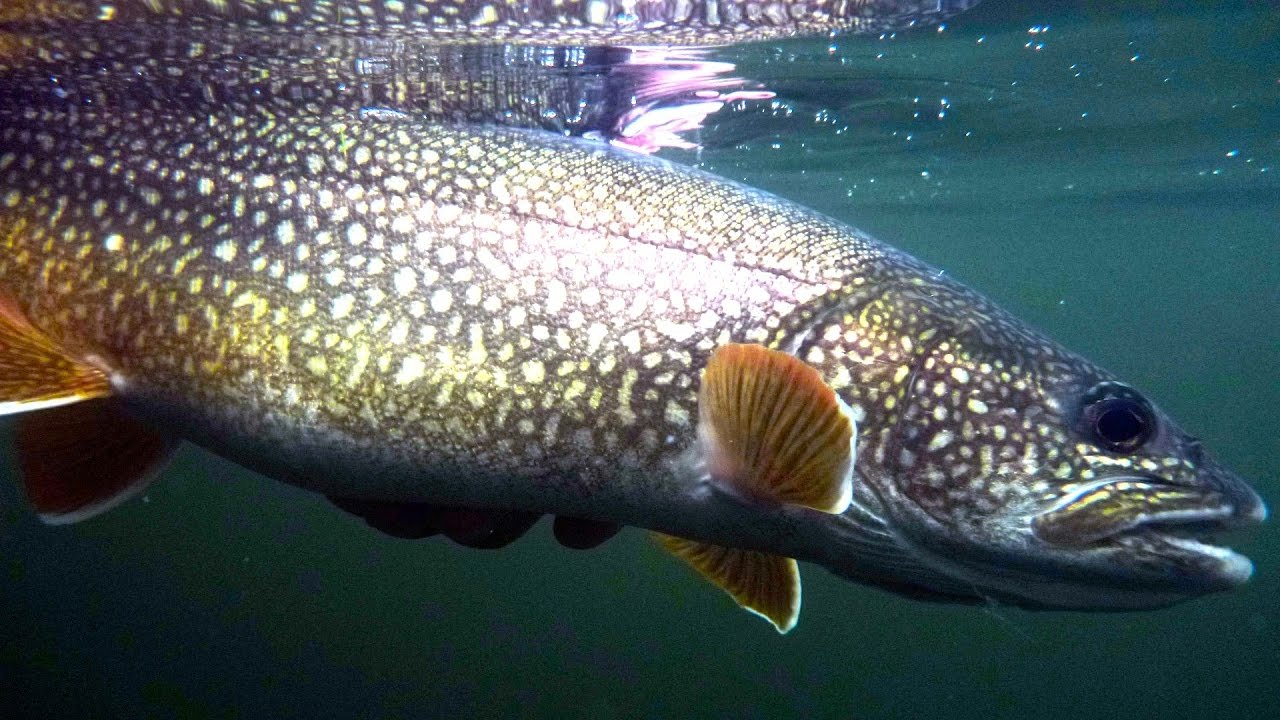 Fly Fishing Heaven - Hearne Lake Lodge NWT