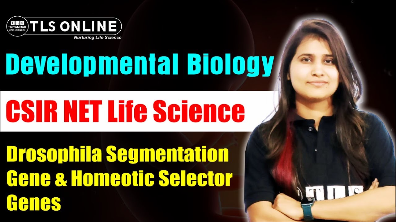 Drosophila Segmentation Gene & Homeotic Selector Genes | Developmental Biology CSIR NET Life Science